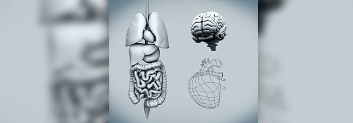 Leaky Gut Raises Risk Of Artery Plaque and Heart Disease in Cornelius