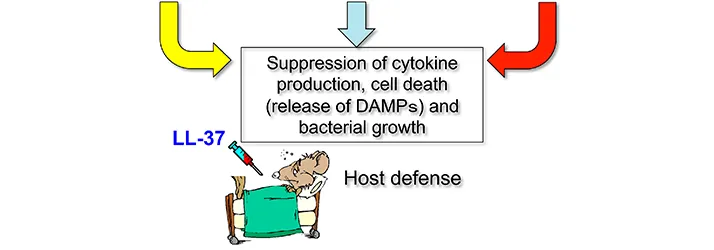 The Science & Power Of LL-37 Peptide Therapy